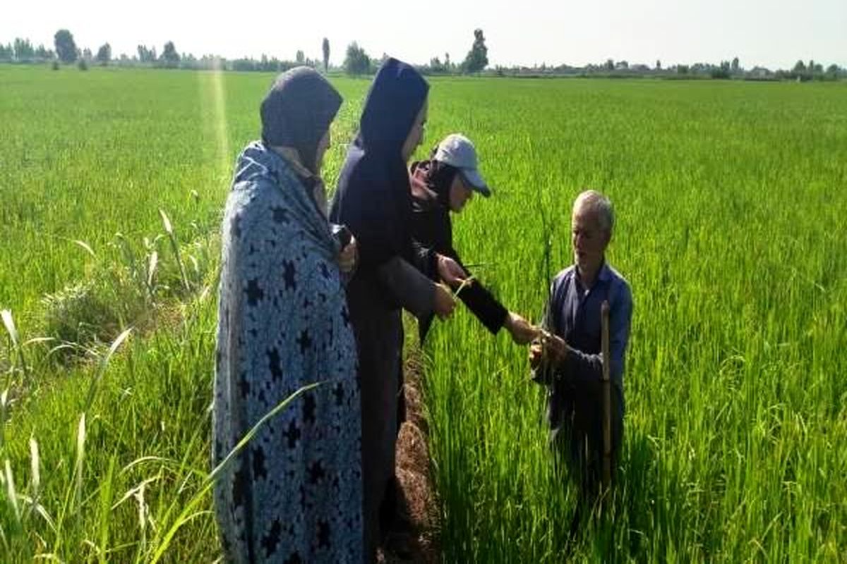 شالیزارهای مازندران