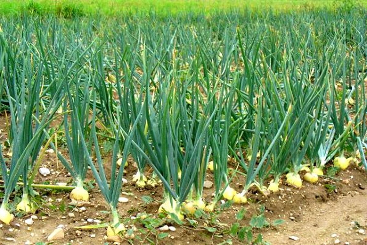 کشت سیر ارگانیک در بشاگرد