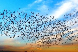 موردی از آنفلوآنزای پرندگان در هرمزگان مشاهده نشده است