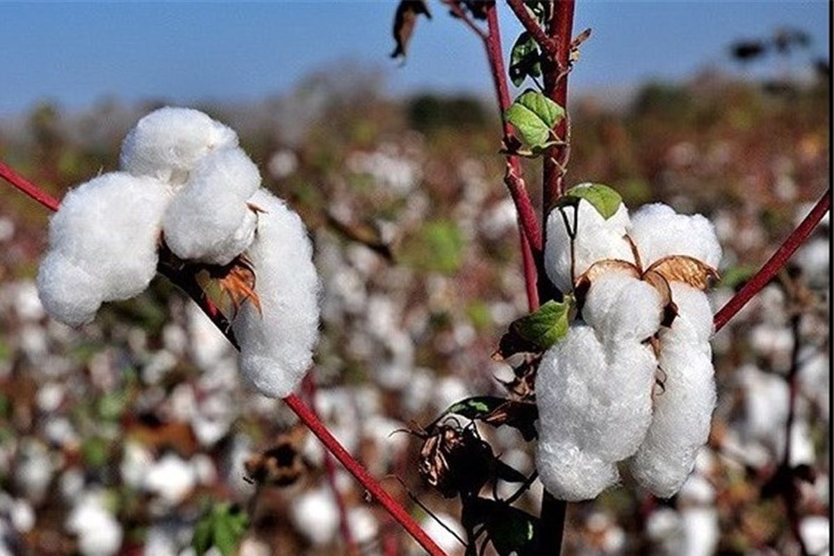 اصفهان- برداشت پنبه