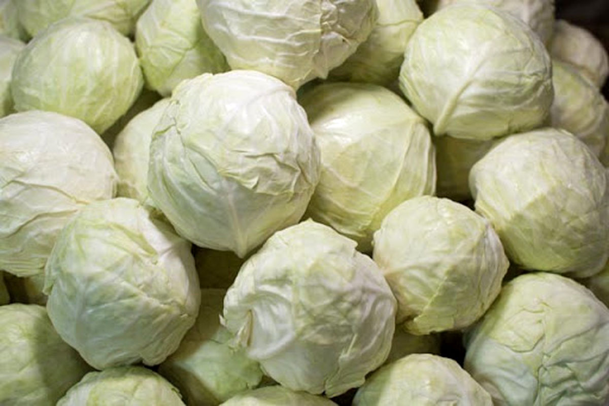 برداشت کلم.