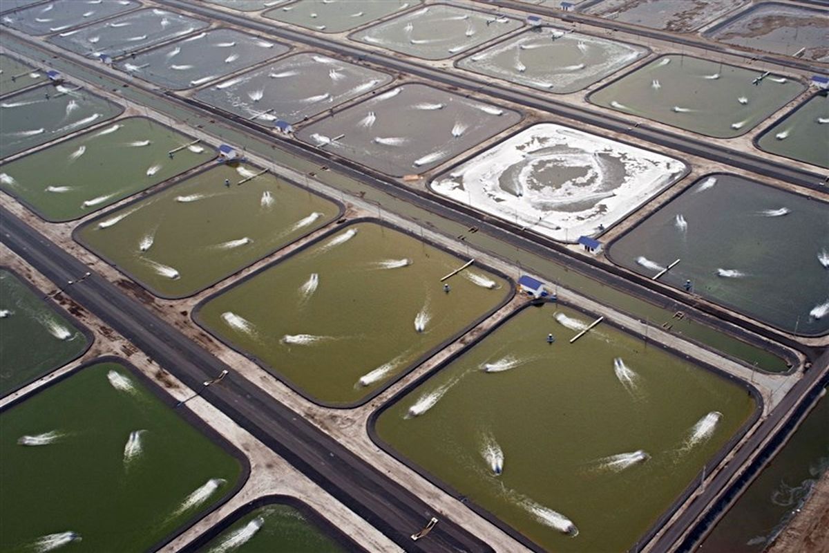 مزارع پرورش میگو