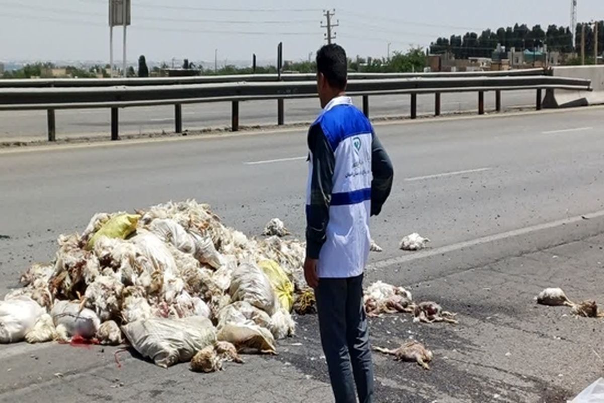 لاشه مرغ ضایعاتی