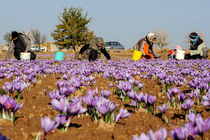 105 هکتار از اراضی کرمانشاه زیر کشت زعفران است