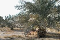 بیابان های سیریک هرمزگان جنگل شدند