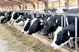 صنعت دام از بخش‌های اصلی اقتصادی و اشتغال‌زایی در استان ایلام است