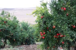 فعالسازی گردشگری کشاورزی در قم
