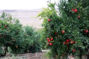 فعالسازی گردشگری کشاورزی در قم