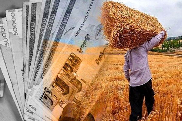 معاون وزیر جهاد کشاورزی از پرداخت بخشی از مطالبات گندمکاران طی هفته جاری خبر داد
