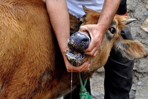 واکسیناسیون دام علیه تب برفکی در چهارمحال و بختیاری
