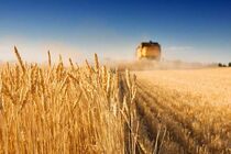 تعلل در اصلاح قیمت گندم؛ تهدید امنیت غذایی کشور/ آیا کشت گندم و فروش آن برای دولت صرفه اقتصادی دارد؟