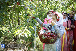 جشنواره گیلاس در کرمانشاه