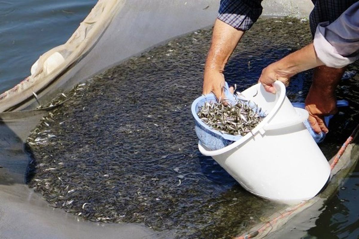 رهاسازی بچه ماهیان سفید