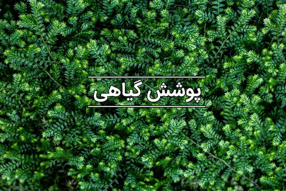 پوشش-گیاهی