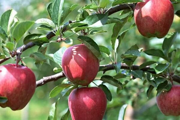 رتبه دوم آذربایجان شرقی با تولید بیش از ۵۰۰ هزار تن سیب در کشور