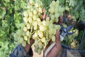 احتمال برداشت بیش از۳۰۰ هزار تن انگور از باغات خراسان رضوی 
