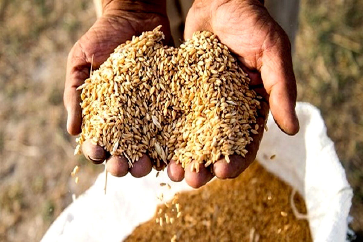 توزیع بذر غلات در نیشابور 