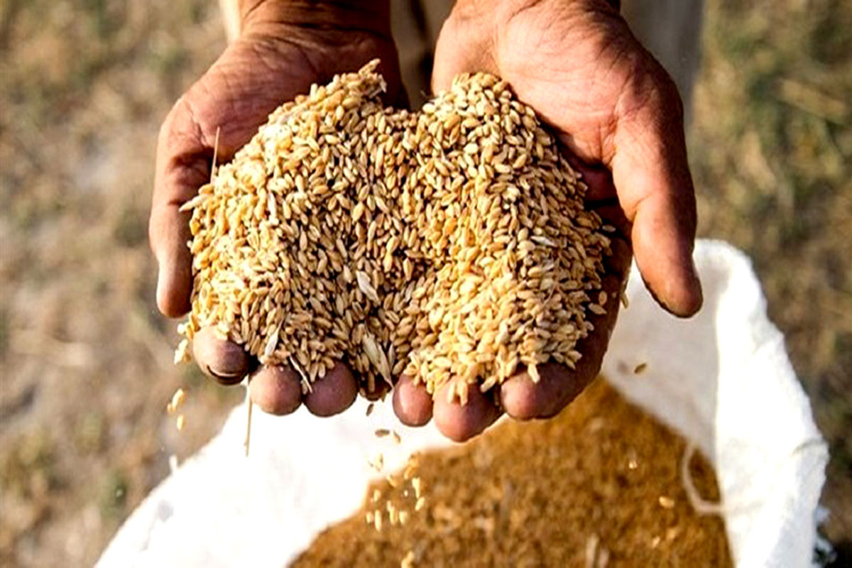 توزیع بذر غلات در نیشابور 