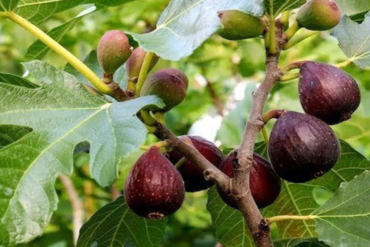 انجیر