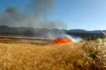 بیش از 50 هکتار ازمزارع کشاورزان ایوانی طعمه حریق شد
