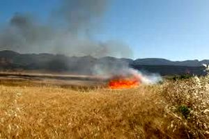 بیش از 50 هکتار ازمزارع کشاورزان ایوانی طعمه حریق شد