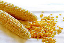 کشف بیش از یک تن ذرت مکزیکی خارجی در خمینی شهر