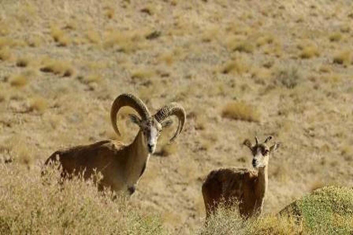 منطقه شکار ممنوع