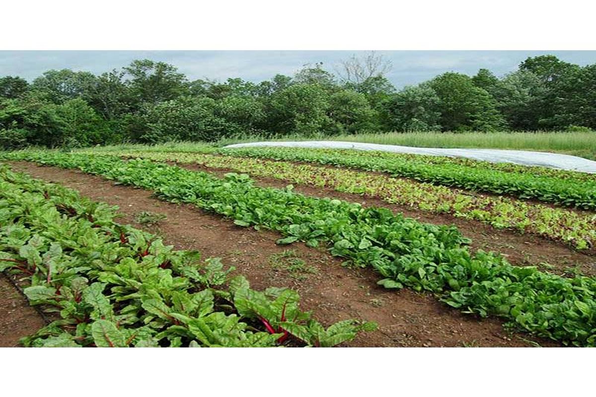 کشت سبزی در مازندران