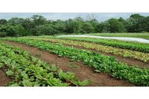 کشت سبزی و صیفی در 3600 هکتار مزارع بابل