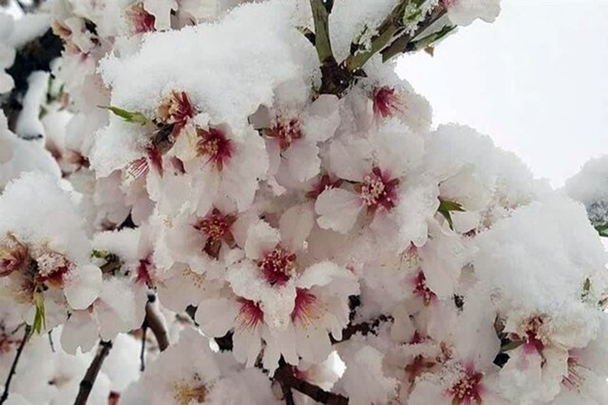 جهاد کشاورزی آذربایجان شرقی 