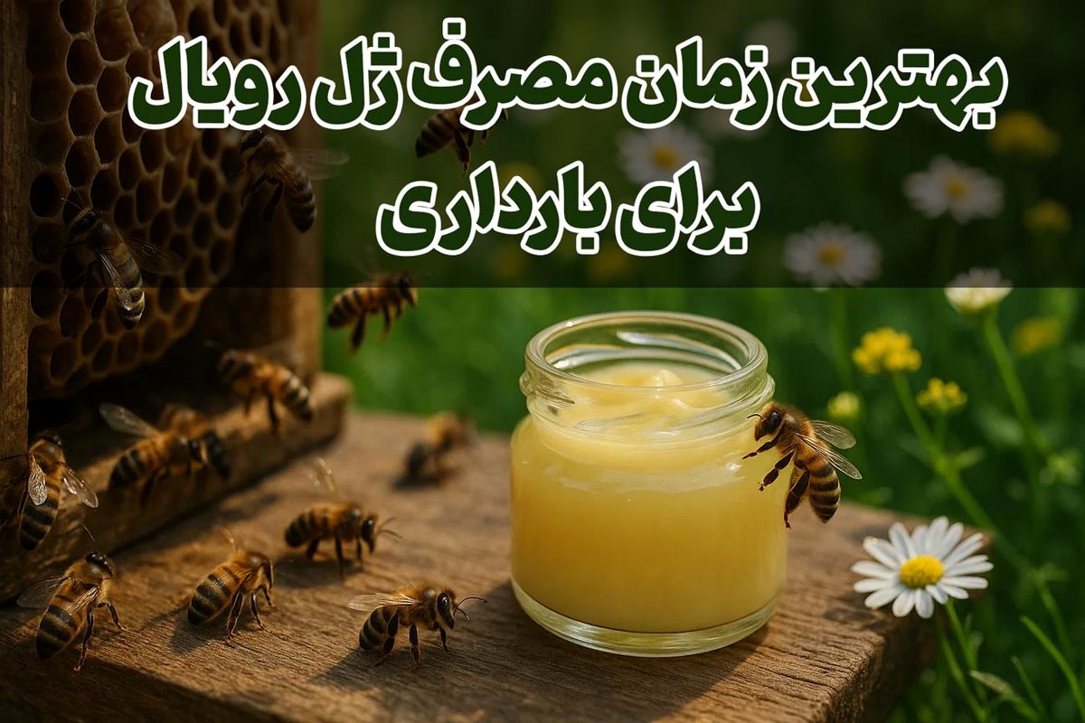 بهترین زمان مصرف ژل رویال برای بارداری