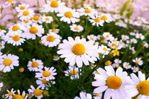 خواص گل بابونه برای چاقی/ خواص چای بابونه برای لاغری