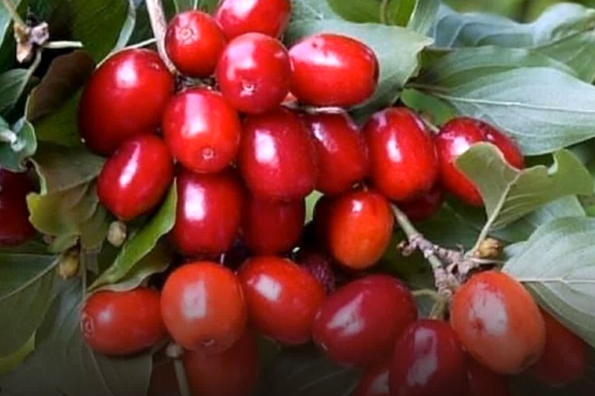 اخته قزوین (2)