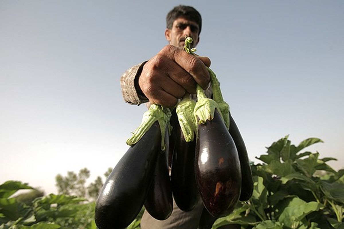 برداشت بادمجان