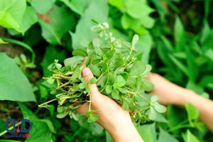 آقایان خرفه بخورید