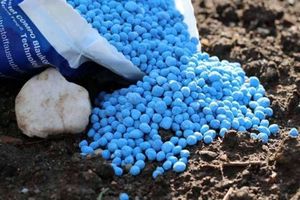 تامین کودهای شیمیایی در آستانه کشت پاییزه + فیلم