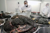91 تن گوشت ماهیان خاویاری تولید شده است