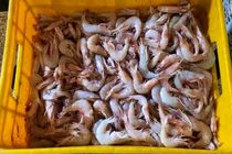 خودکفایی خوزستان در تأمین بچه‌میگو مورد تاکید است