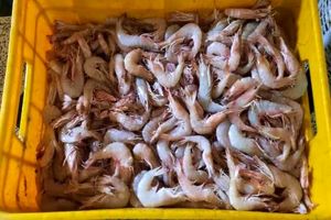 خودکفایی خوزستان در تأمین بچه‌میگو مورد تاکید است