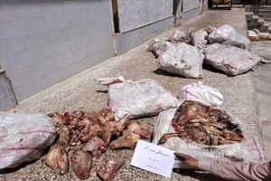 ضبط و معدوم سازی ۸۰۰ کیلوگرم کله و پاچه فاسد در لرستان