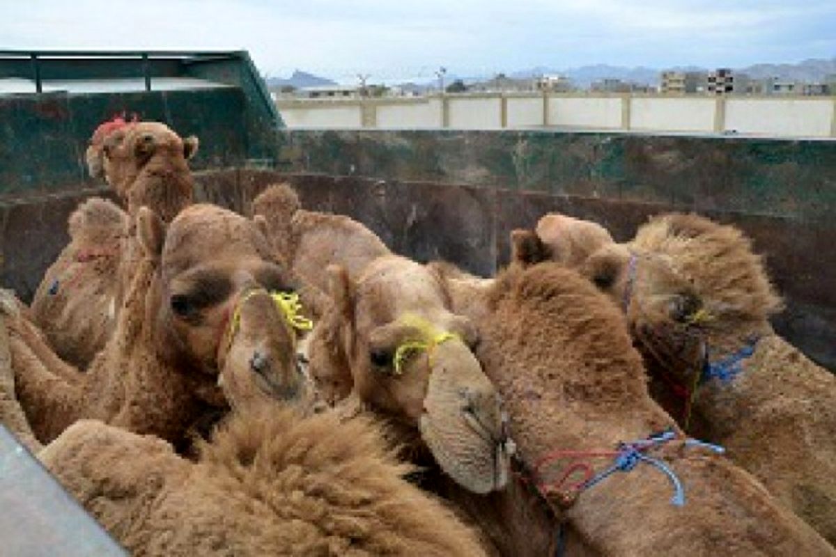 محموله قاچاق شتر