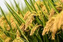  نخستین برداشت ماشینی رقم جدید برنج آنام در گیلان/واردات برنج به گیلان ممنوع شد