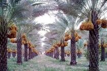 حضور کنسرسیوم صادراتی خرمای خوزستان در نمایشگاه world food روسیه