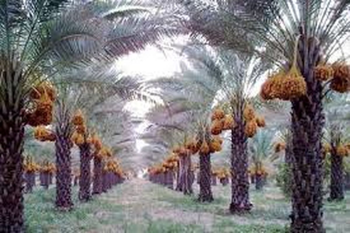 کنسرسیوم صادراتی خرمای خوزستان 