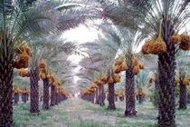 حضور کنسرسیوم صادراتی خرمای خوزستان در نمایشگاه world food روسیه