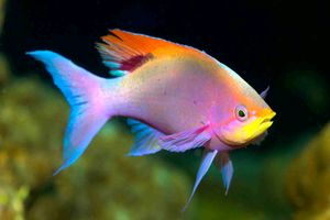 گونه‌ای از ماهی‌ها که چهره انسان را تشخیص می‌دهند