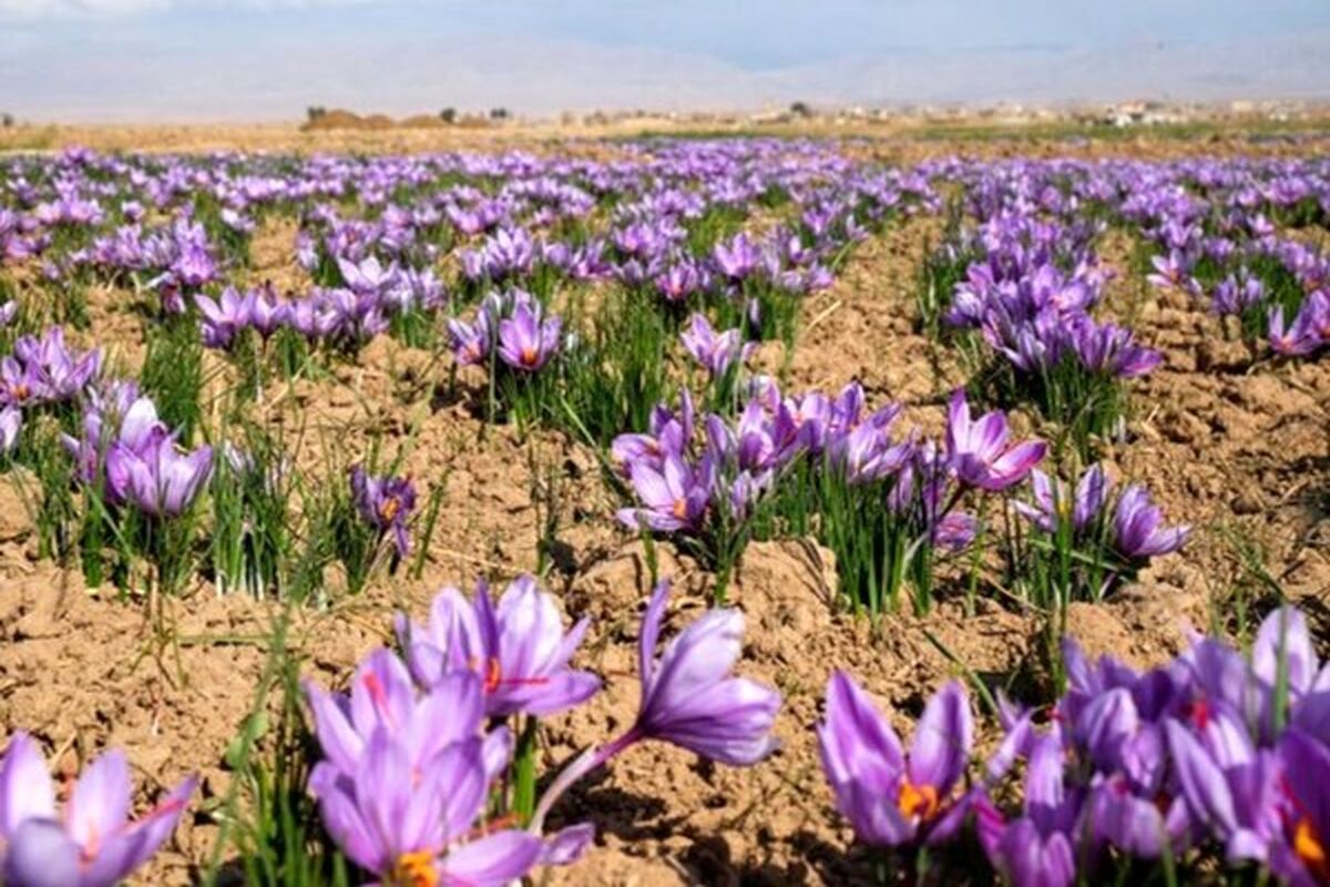 برداشت زعفران درکردستان