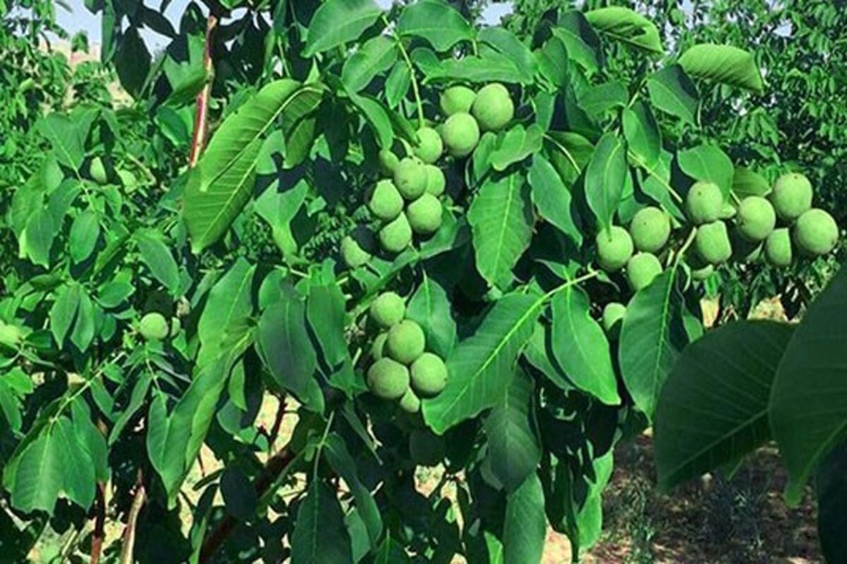 خرید نهال