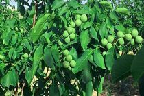 نهال گردو زودبازده چیست؟ + (راهنمای خرید و پرورش)