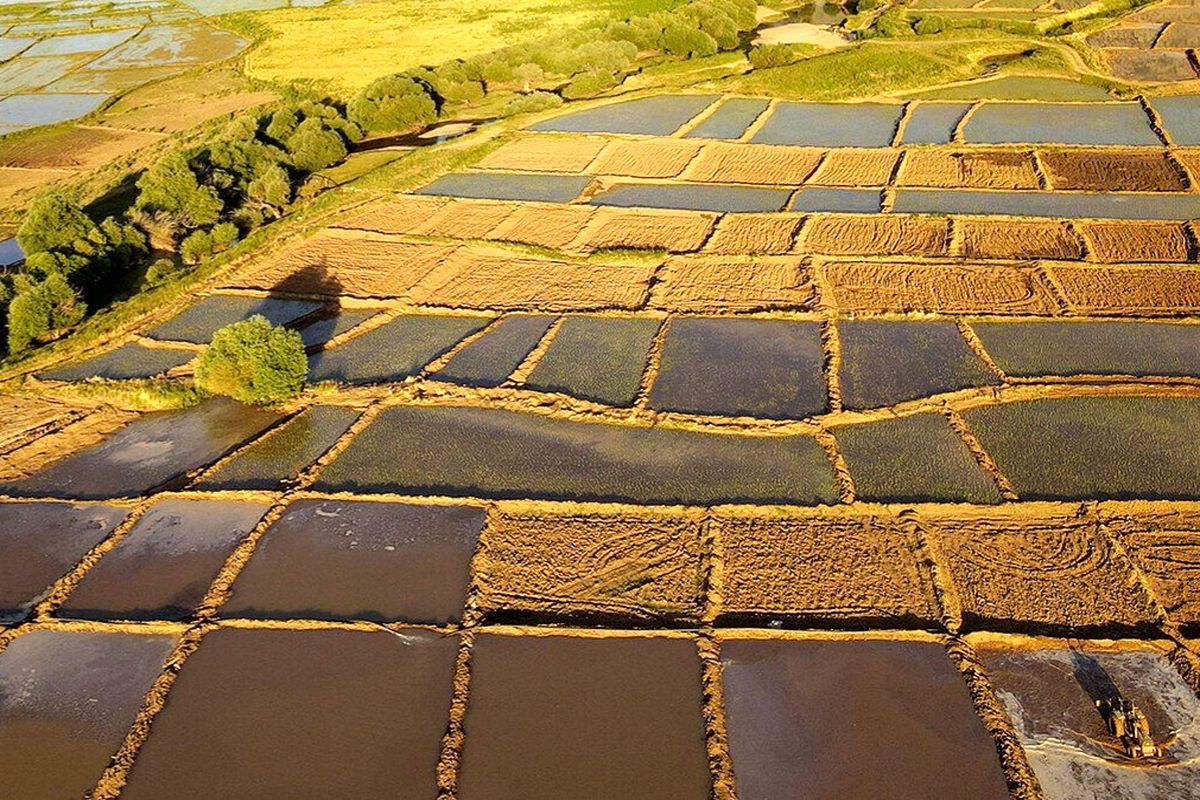 اراضی کشاورزی